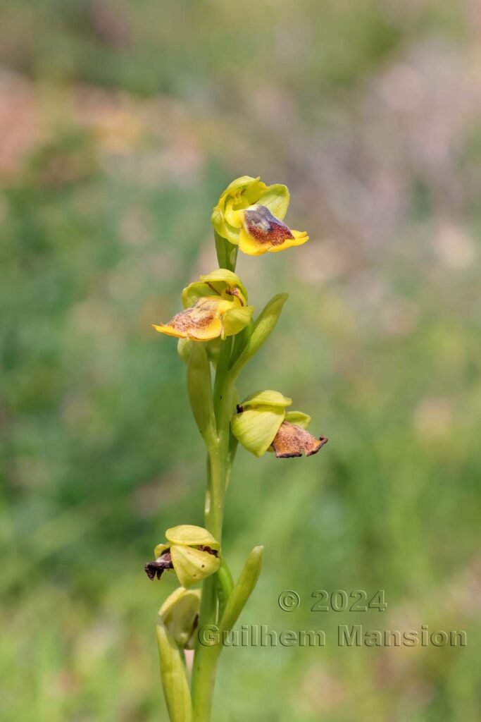 Ophrys lutea vers Raposeira (Portugal, Vila do Bispo)
