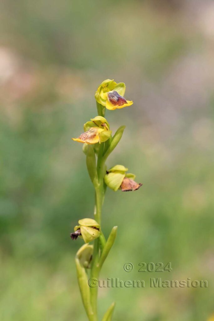 Ophrys lutea vers Raposeira (Portugal, Vila do Bispo)