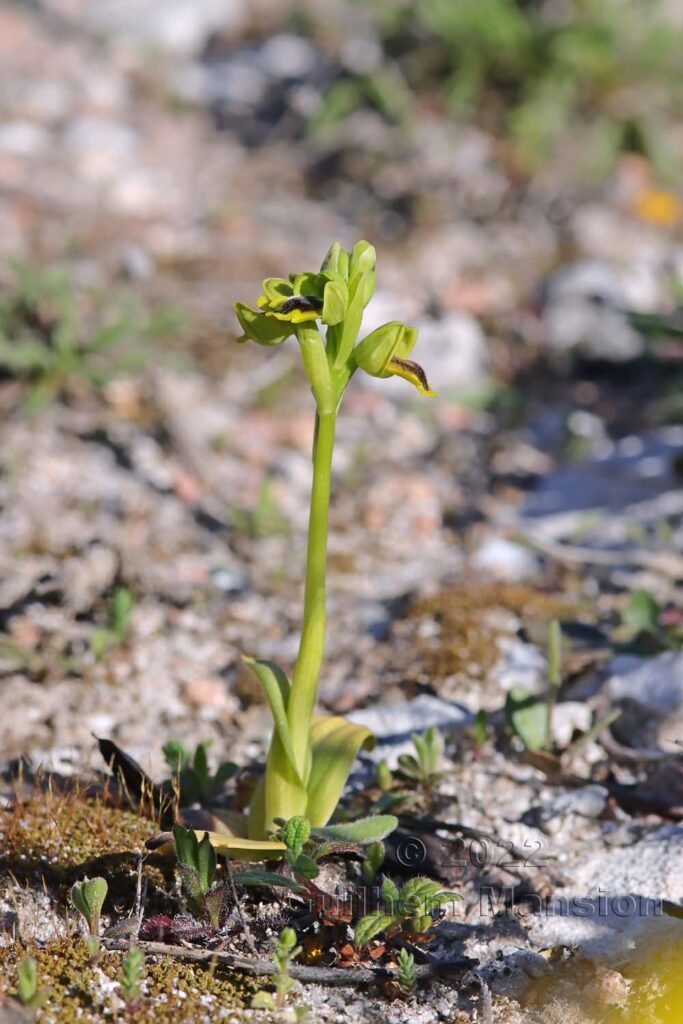 Ophrys lutea subsp. corsica vers Bonifacio (France, Corse-du-Sud)