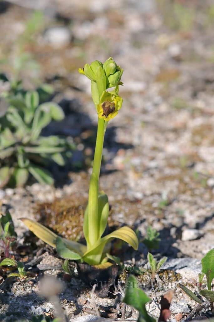 Ophrys lutea subsp. corsica vers Bonifacio (France, Corse-du-Sud)