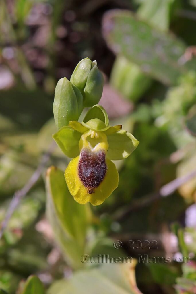 Ophrys lutea subsp. corsica vers Bonifacio (France, Corse-du-Sud)