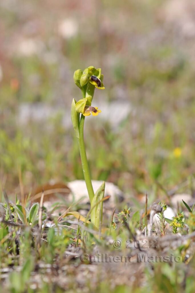Ophrys lutea subsp. corsica vers Bonifacio (France, Corse-du-Sud)