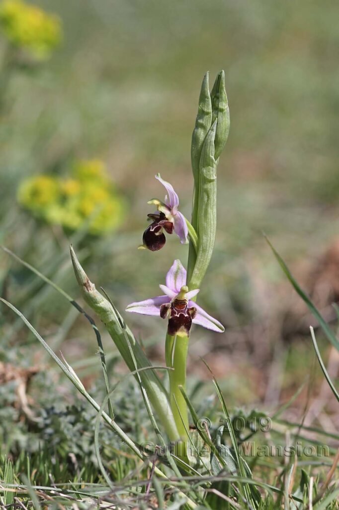 Ophrys scolopax vers Poulx (France, Gard)