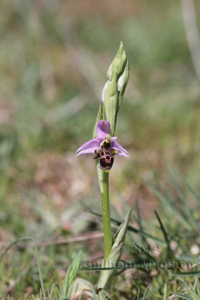 Ophrys scolopax vers Poulx (France, Gard)