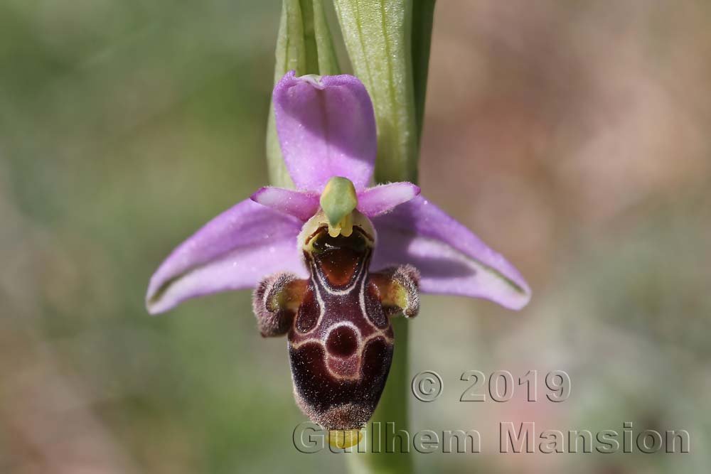 Ophrys scolopax à Poulx (France, Gard)