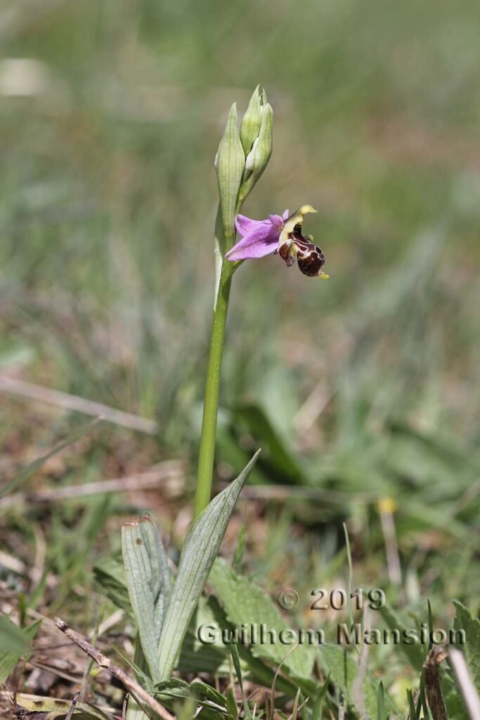 Ophrys scolopax vers Poulx (France, Gard)