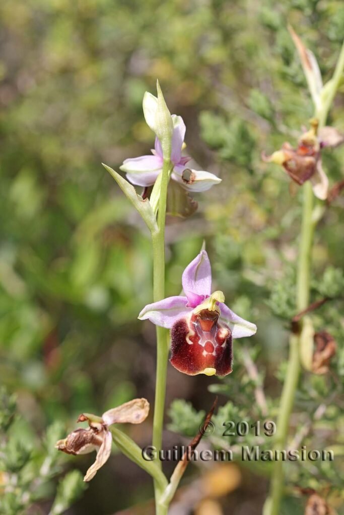 Ophrys sp. dans le réserve de Vindicari (Italie, Sicile)
