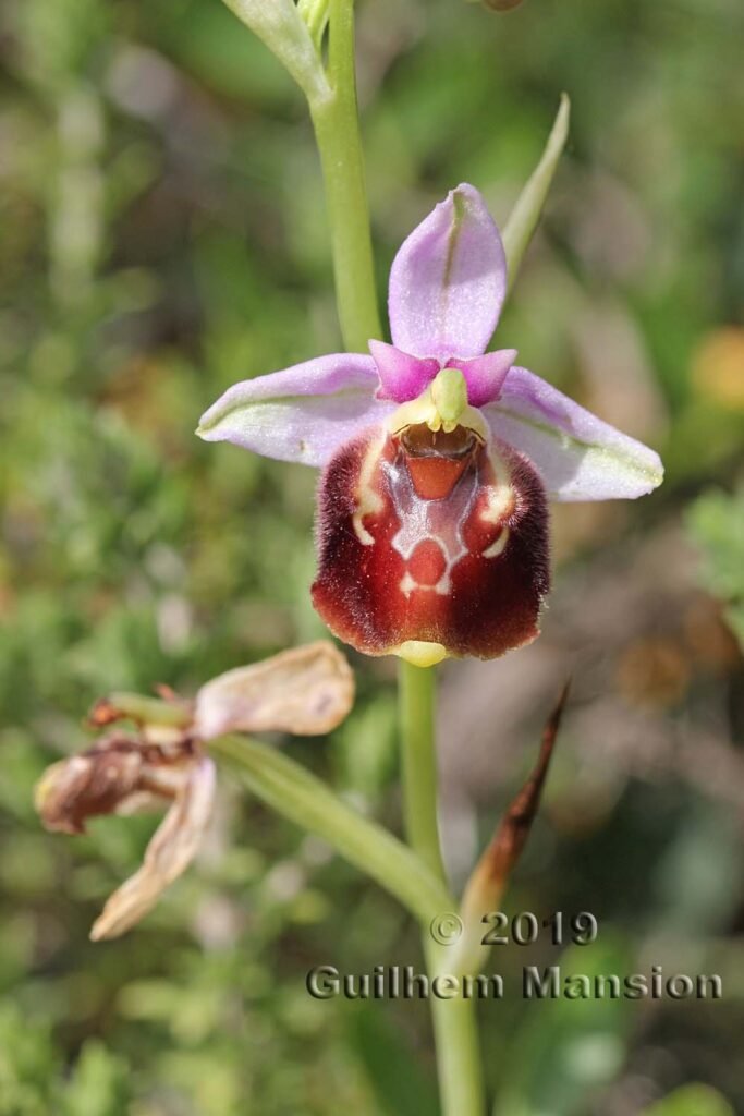 Ophrys sp. dans le réserve de Vindicari (Italie, Sicile)