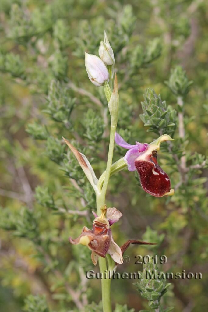 Ophrys sp. dans le réserve de Vindicari (Italie, Sicile)