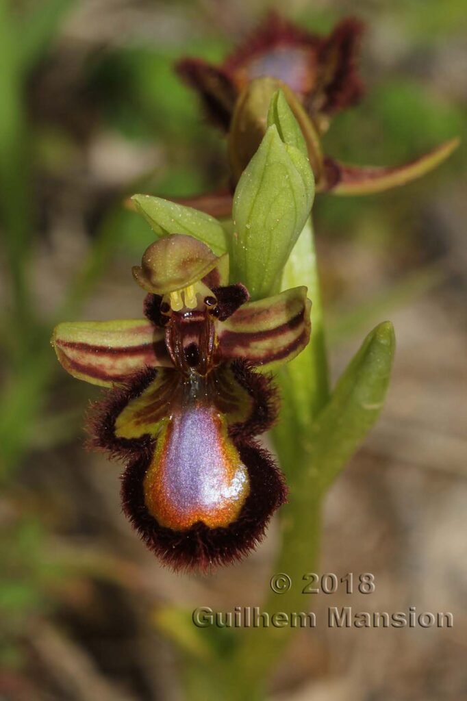 Ophrys speculum dans la Serrania de Ronda (Espagne, Andalousie)