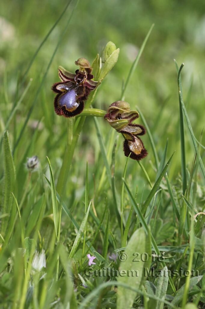 Ophrys speculum dans la Serrania de Ronda (Espagne, Andalousie)