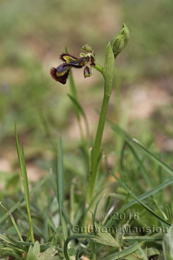 Ophrys speculum dans la Serrania de Ronda (Espagne, Andalousie)