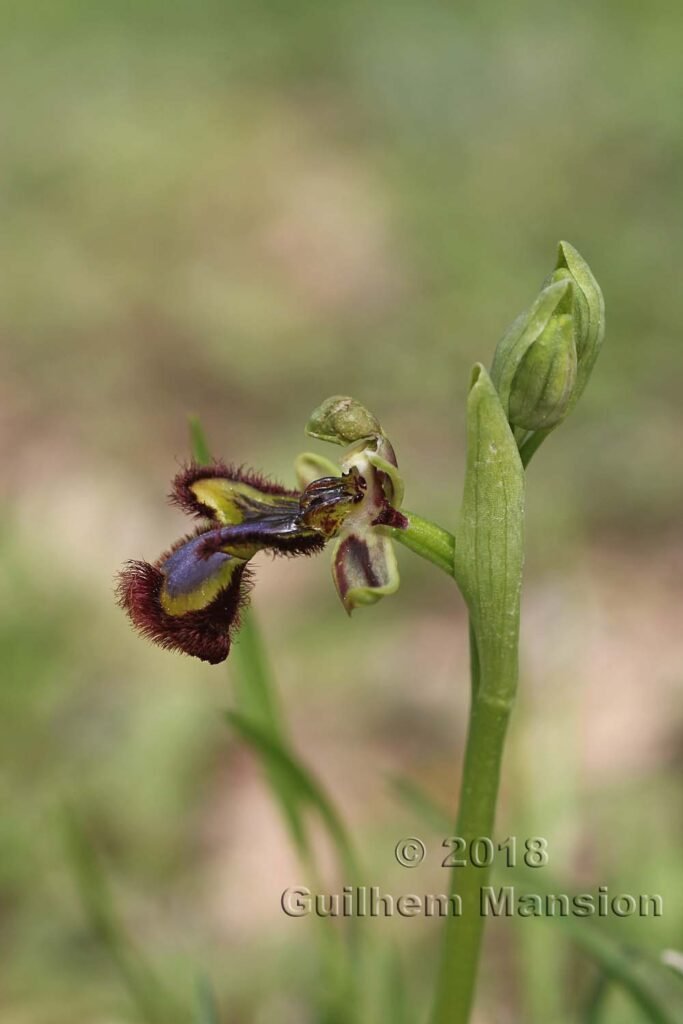 Ophrys speculum dans la Serrania de Ronda (Espagne, Andalousie)