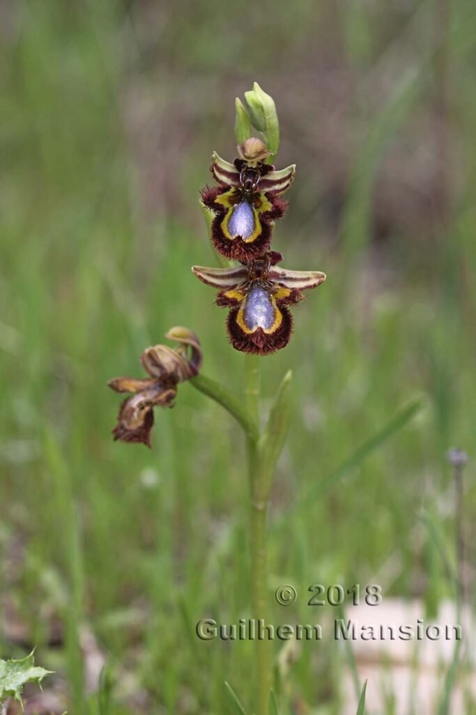 Ophrys speculum dans la Serrania de Ronda (Espagne, Andalousie)