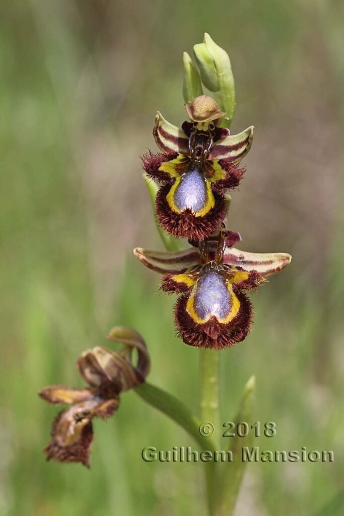 Ophrys speculum dans la Serrania de Ronda (Espagne, Andalousie)