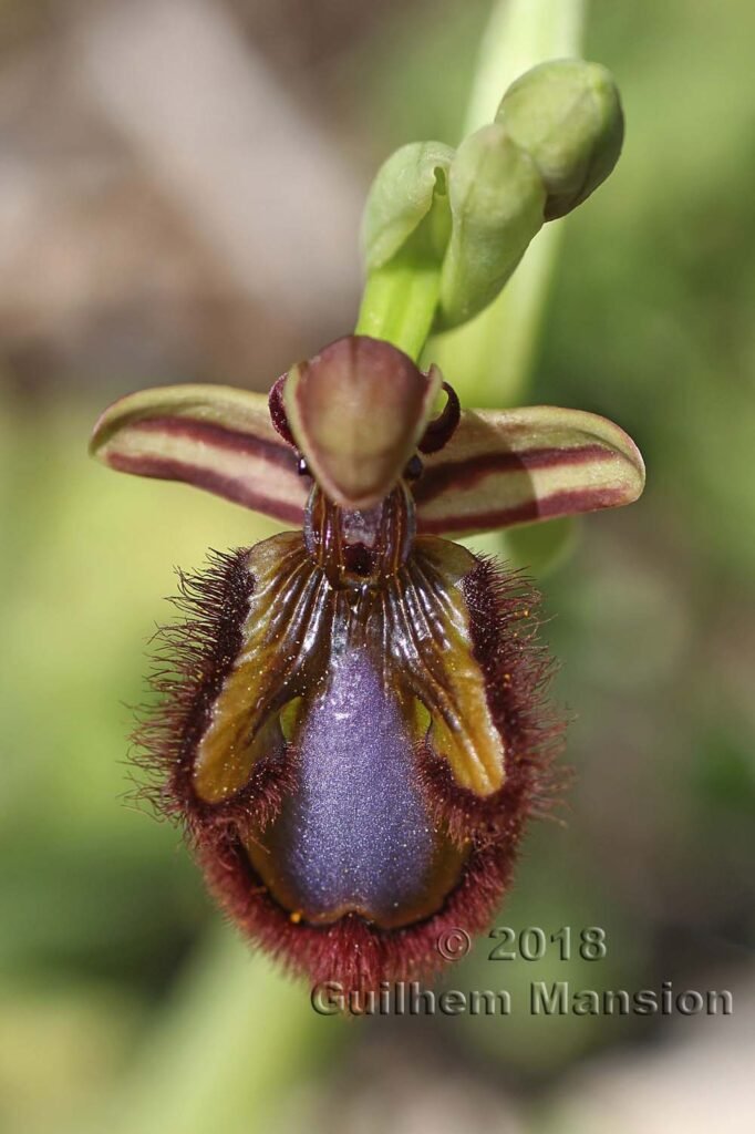 Ophrys speculum dans la Serrania de Ronda (Espagne, Andalousie)