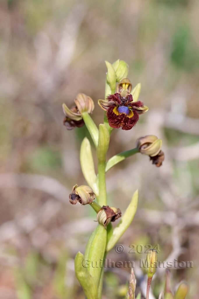 Ophrys speculum vers Sagres (Portugal, Vila do Bispo)
