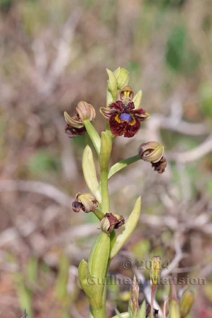 Ophrys speculum vers Sagres (Portugal, Vila do Bispo)