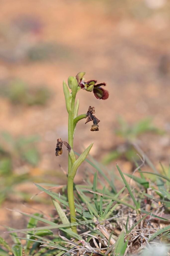 Ophrys speculum vers Sagres (Portugal, Vila do Bispo)