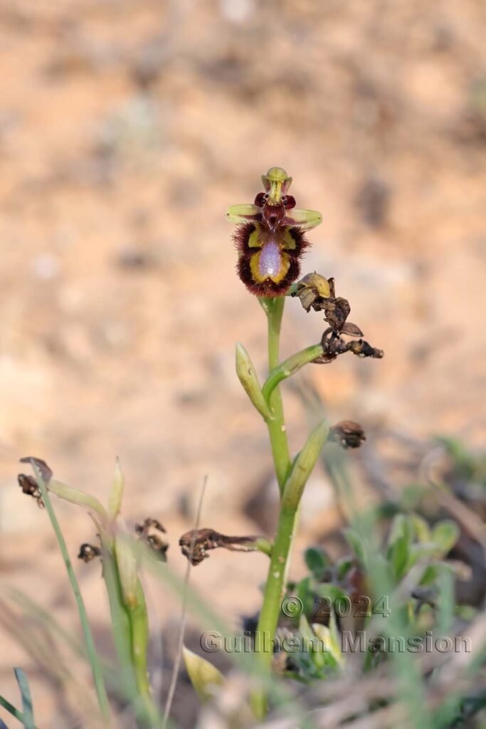 Ophrys speculum vers Sagres (Portugal, Vila do Bispo)