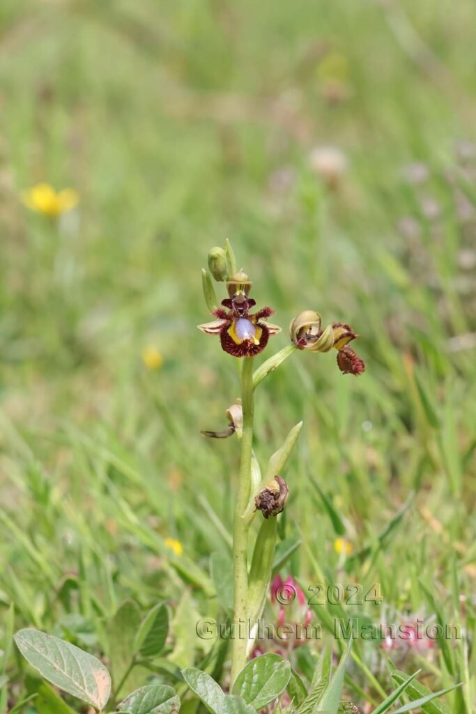 Ophrys speculum vers Raposeira (Portugal, Vila do Bispo)