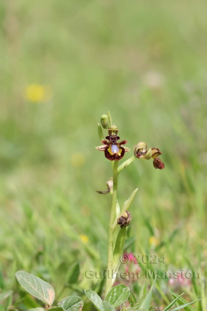 Ophrys speculum vers Raposeira (Portugal, Vila do Bispo)