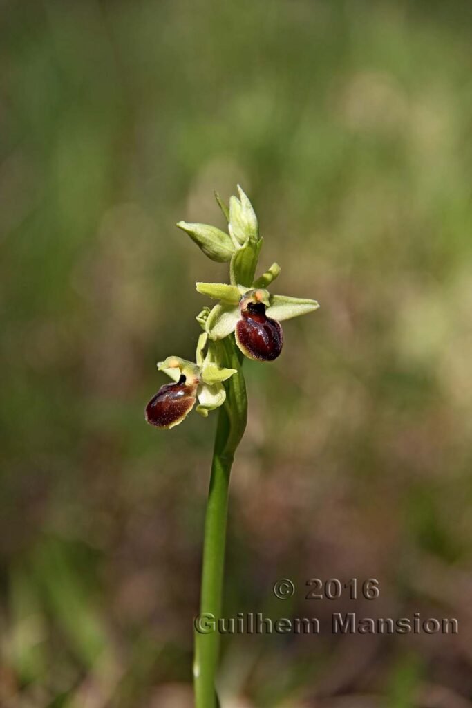 Ophrys aranifera vers Boezen (Suisse, Argovie)
