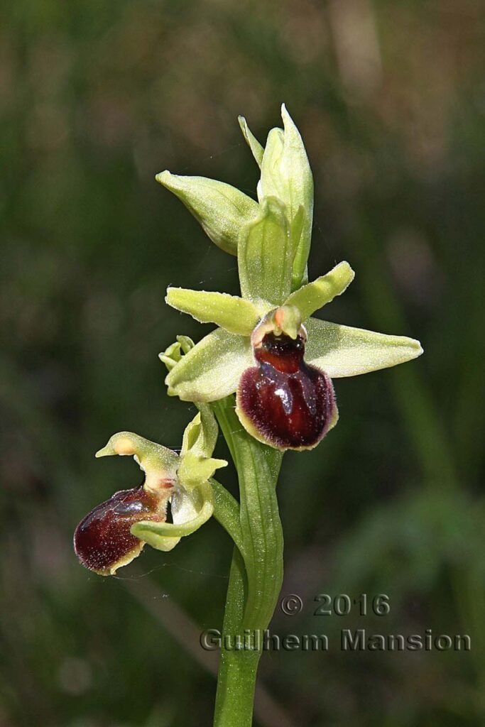 Ophrys aranifera vers Boezen (Suisse, Argovie)