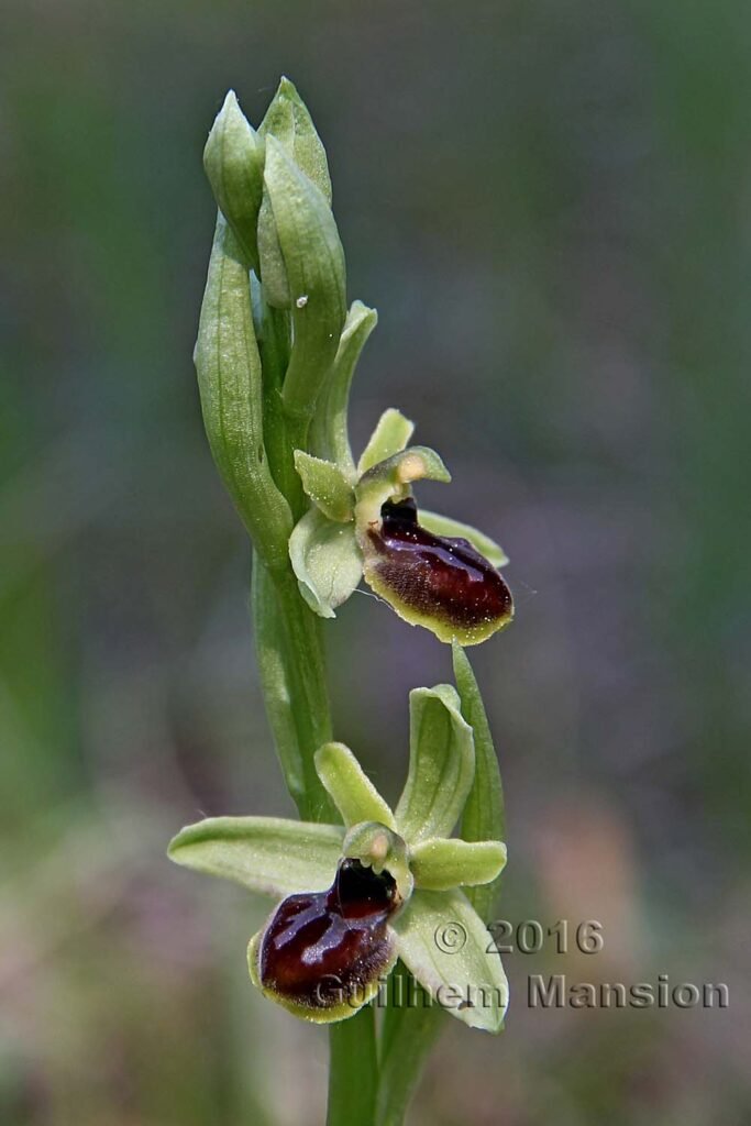 Ophrys aranifera vers Boezen (Suisse, Argovie)