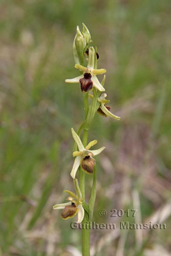 Ophrys aranifera vers Boezen (Suisse, Argovie)