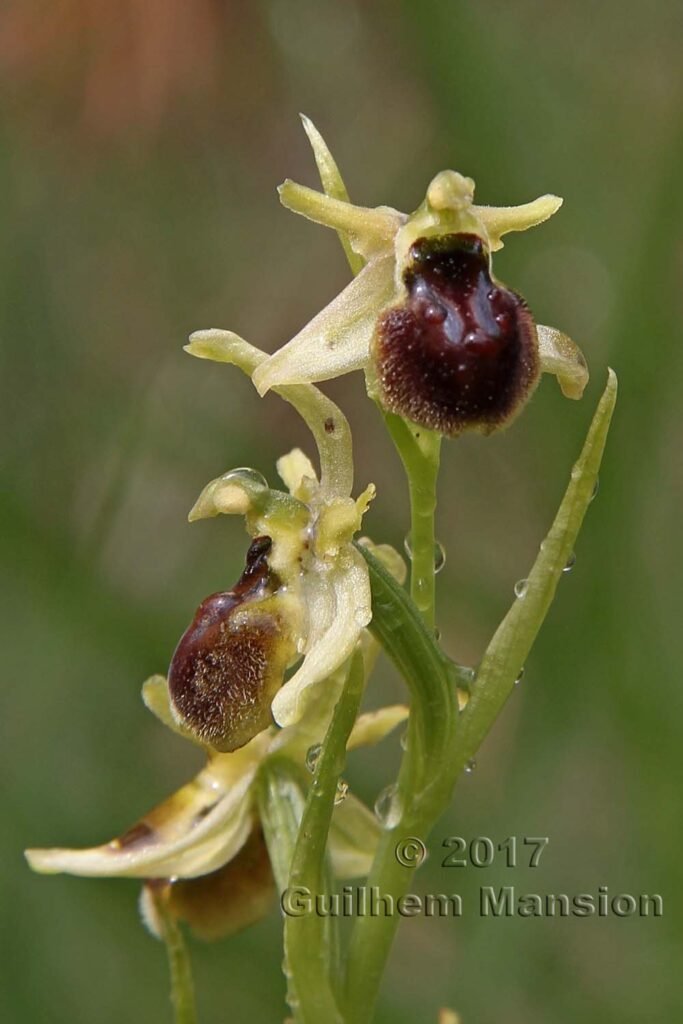 Ophrys aranifera vers Boezen (Suisse, Argovie)