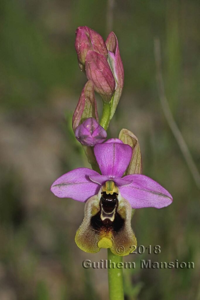 Ophrys tenthredinifera dans la Serrania de Ronda (Espagne, Andalousie)
