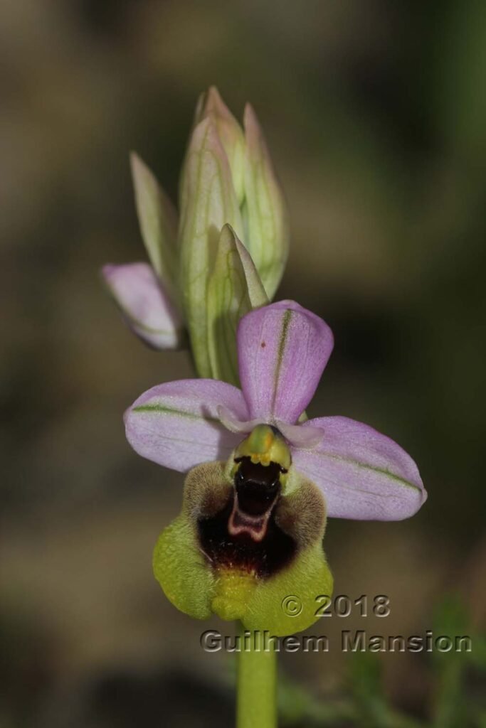 Ophrys tenthredinifera dans la Serrania de Ronda (Espagne, Andalousie)