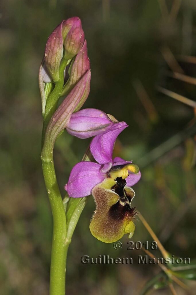 Ophrys tenthredinifera dans la Serrania de Ronda (Espagne, Andalousie)