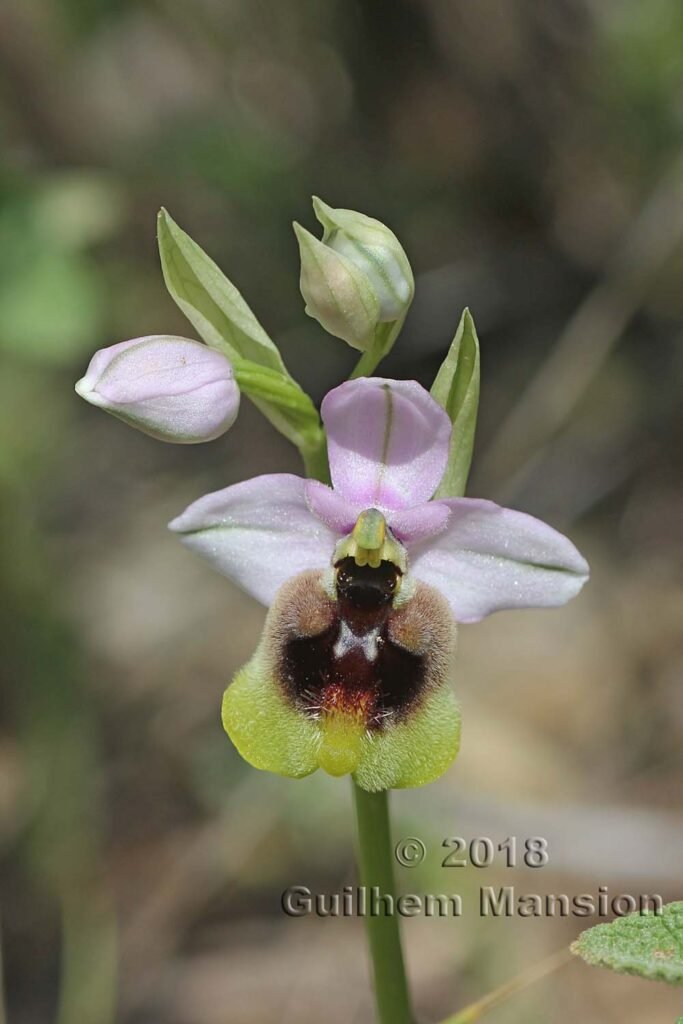 Ophrys tenthredinifera dans la Serrania de Ronda (Espagne, Andalousie)