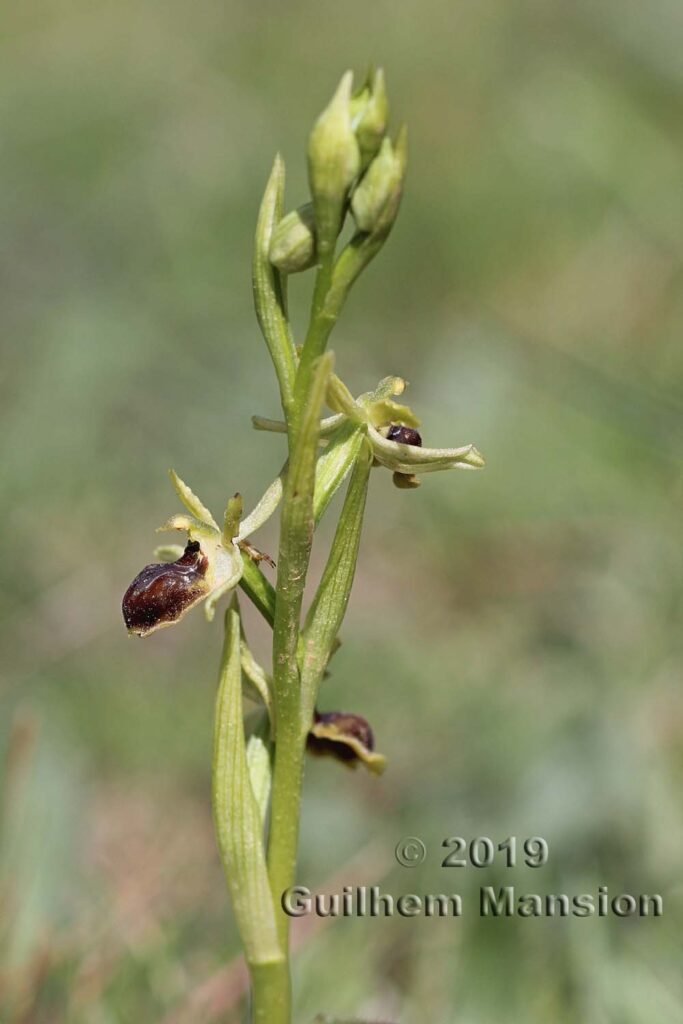 Ophrys viresecens vers Poulx (France, Gard)