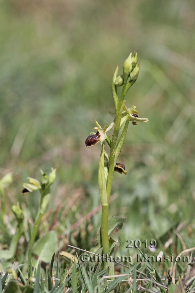 Ophrys virescens vers Poulx (France, Gard)