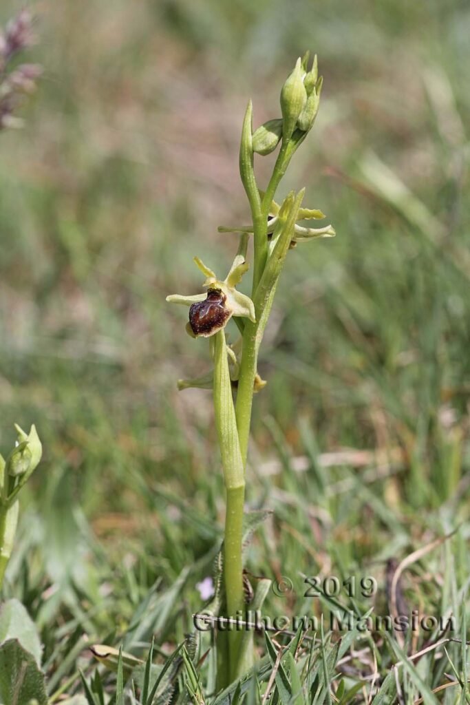 Ophrys virescens vers Poulx (France, Gard)