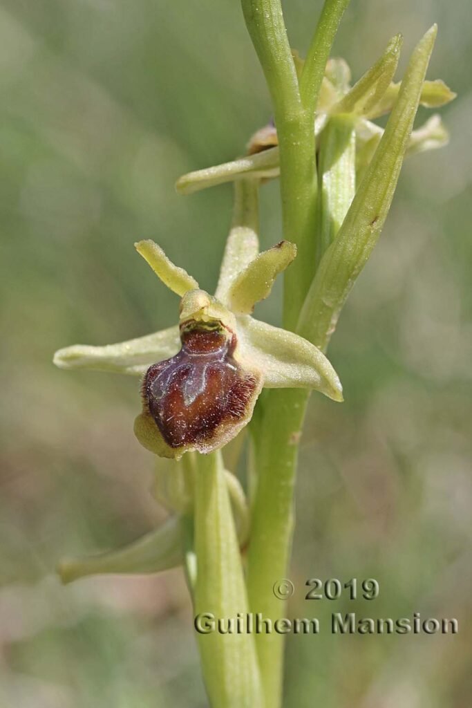 Ophrys virescens vers Poulx (France, Gard)