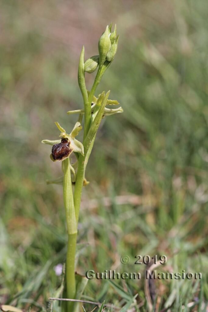 Ophrys virescens vers Poulx (France, Gard)