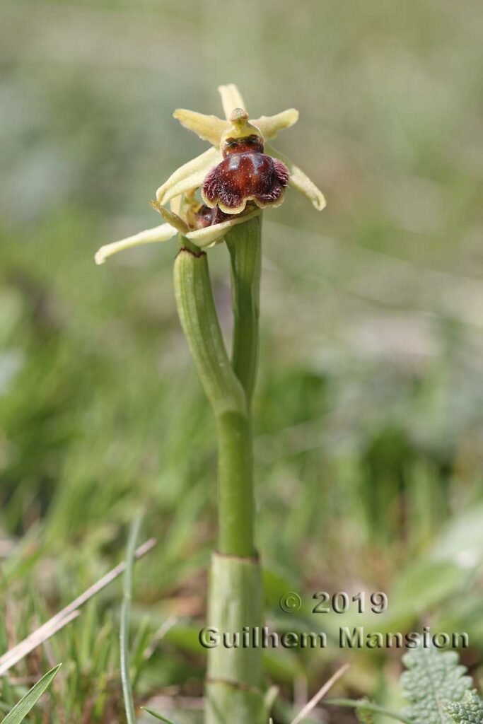 Ophrys virescens vers Poulx (France, Gard)