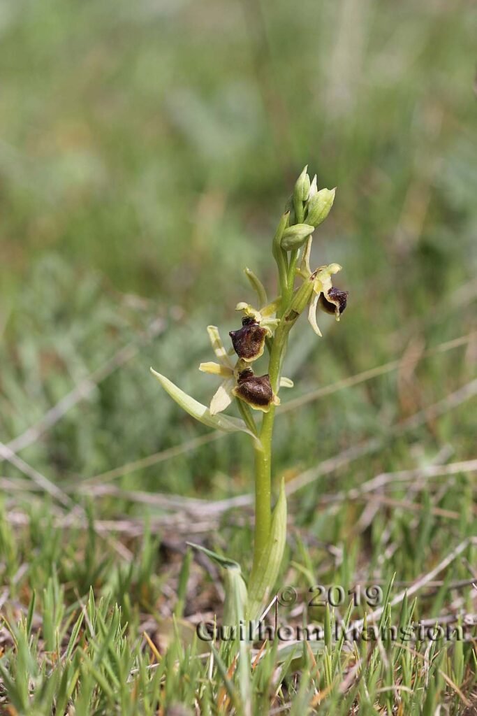 Ophrys virescens vers Poulx (France, Gard)