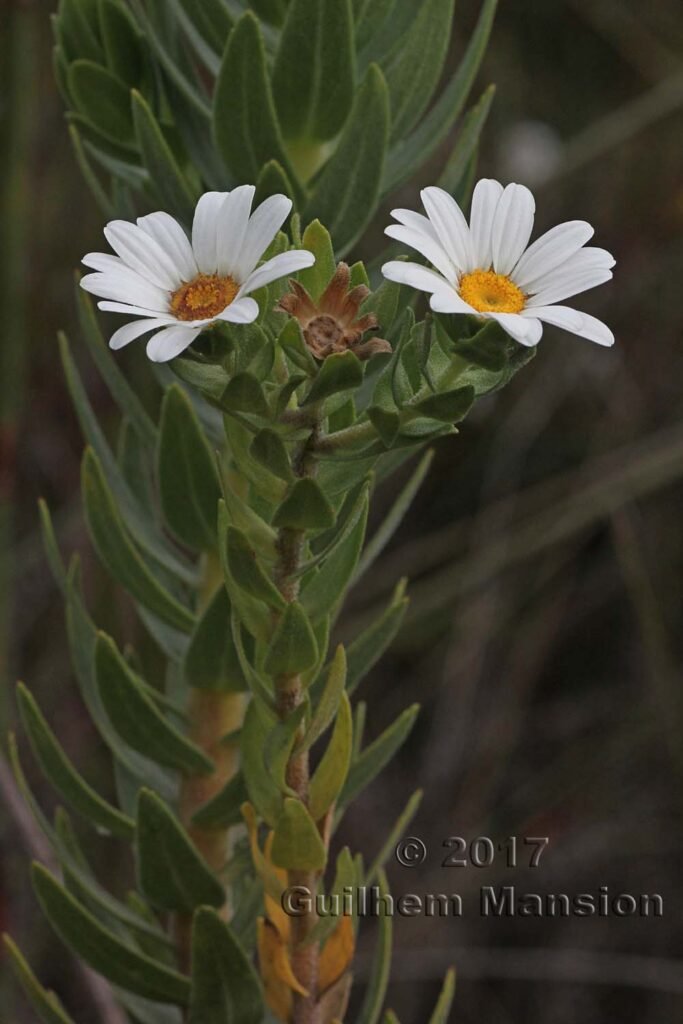 Osmitopsis astericoides dans la réserve de Kogelberg (Afrique du Sud)