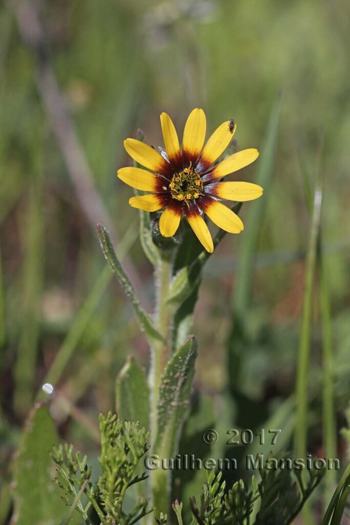 Osteospermum monstrosum vers Darling (Afrique du Sud)
