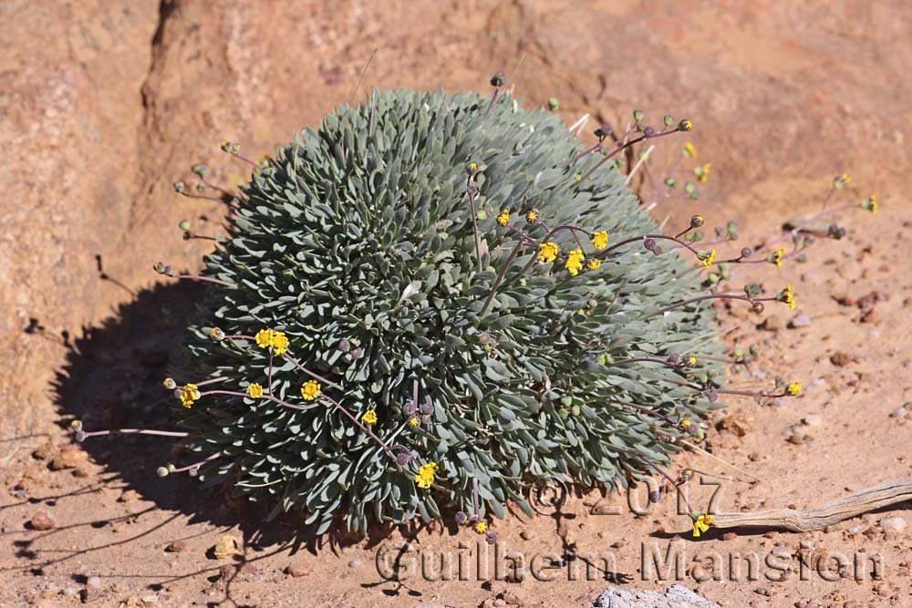 Othonna retrorsa vers Kamiesberg (Afrique du Sud)
