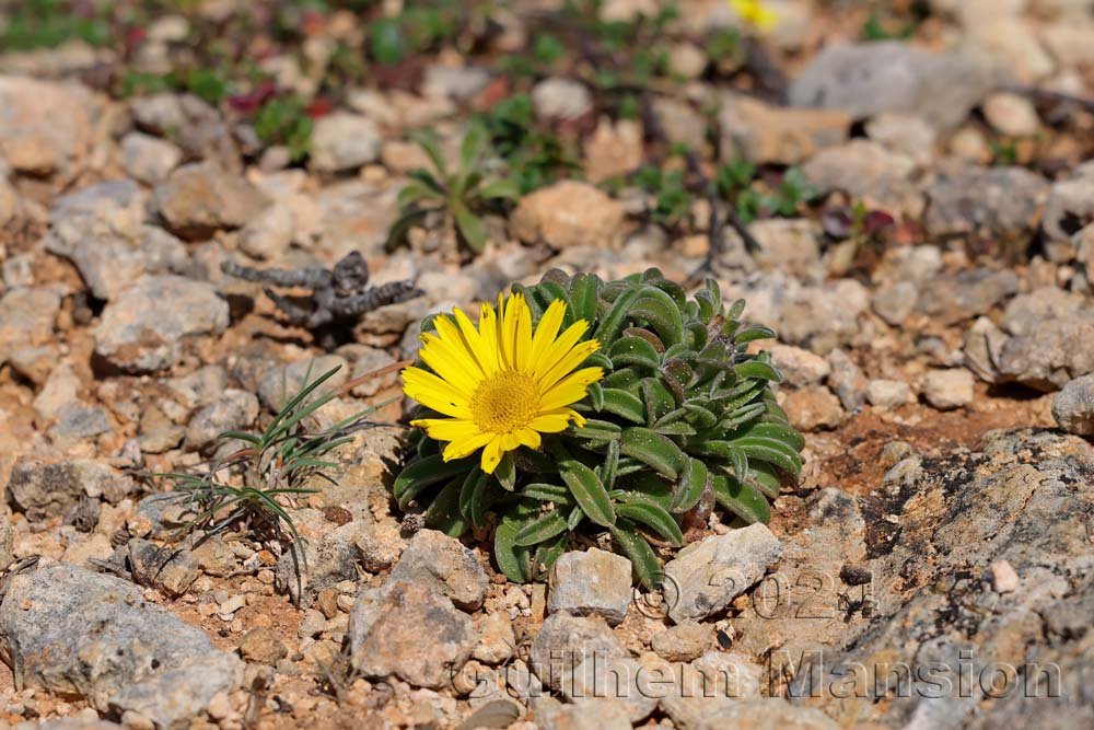 Pallenis maritima vers Sagres (Portugal, Vila do Bispo)