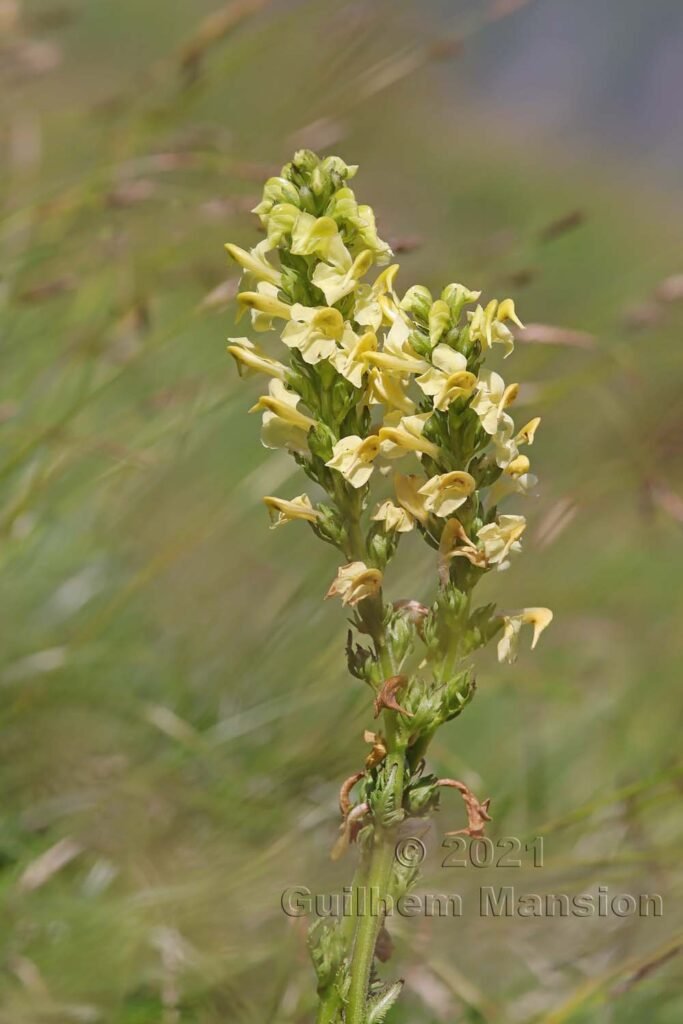 Pedicularis ascendens vers Kandersteg (Suisse, Berne)