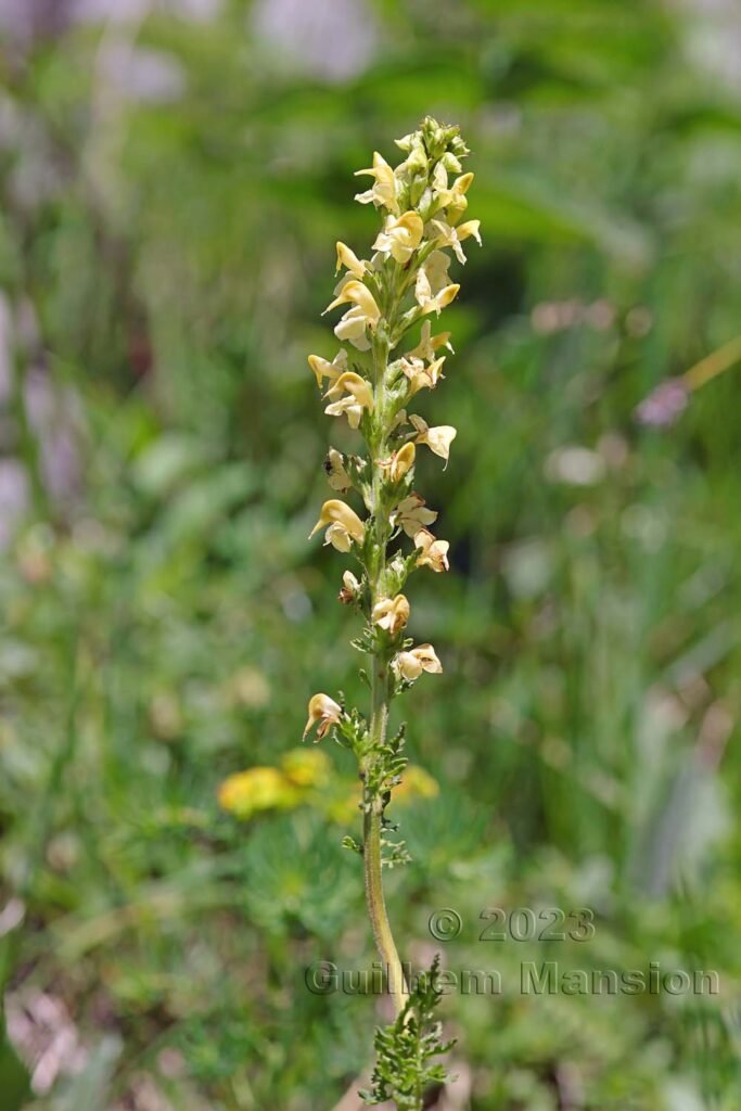 Pedicularis ascendens à Derborence (Suisse, Valais)