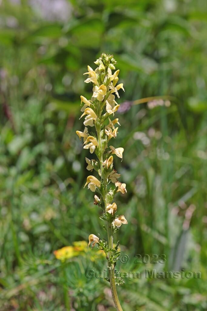 Pedicularis ascendens à Derborence (Suisse, Valais)
