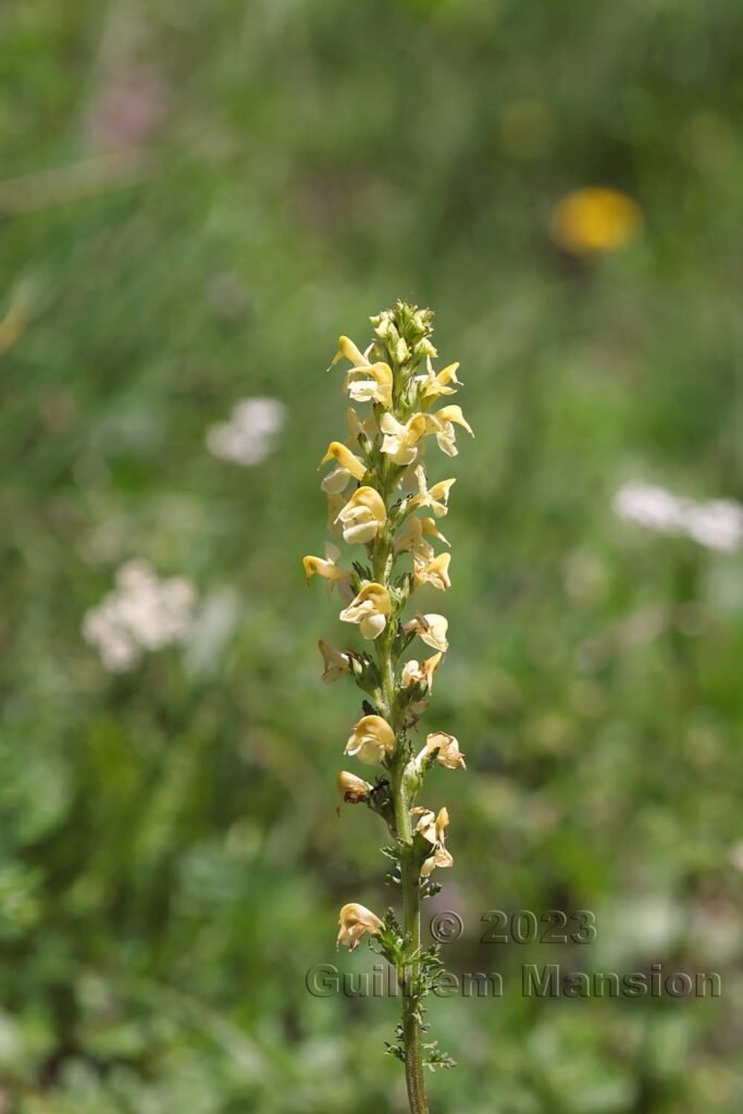 Pedicularis ascendens à Derborence (Suisse, Valais)